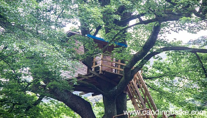 梦见屋中长树是什么意思 梦见屋中长树有什么预兆