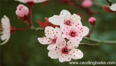 梦见石楠花是什么意思 梦见石楠花有什么预兆