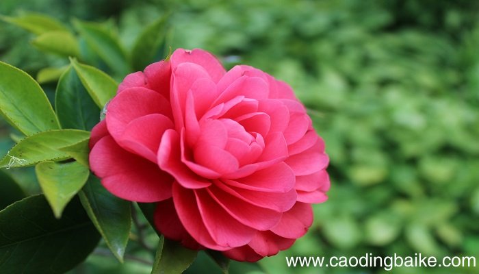 梦见红花是什么意思 梦见红花有什么预兆