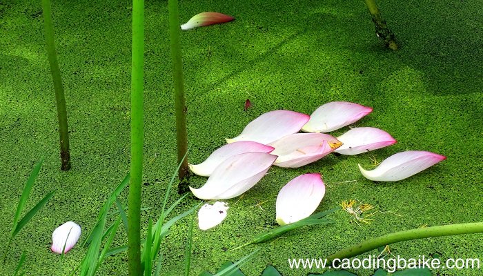 梦见水藻是什么意思 梦见水藻有什么预兆