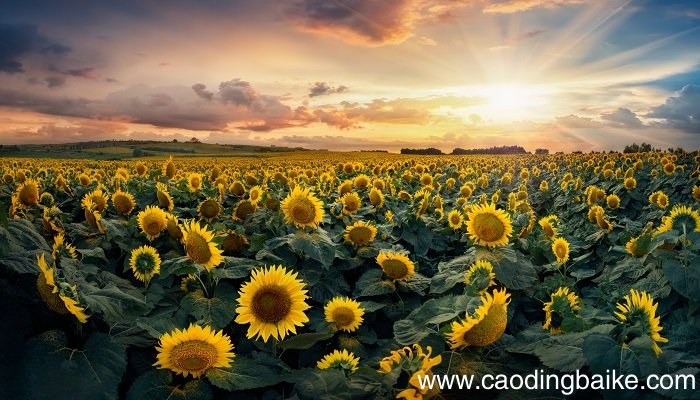 梦见花果是什么意思 梦见花果是什么预兆