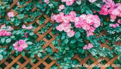 梦见野蔷薇是什么意思 梦见野蔷薇有什么预兆