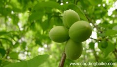 梦见杏树是什么意思 梦见杏树有什么预兆