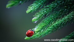 梦见甲虫是什么意思 梦见甲虫有什么预兆