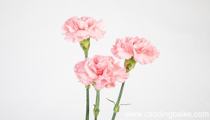 梦见枯萎的玫瑰花是什么意思 梦见枯萎的玫瑰花是什么预兆