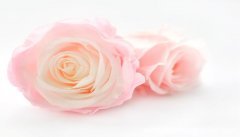 梦见枯萎的玫瑰花是什么意思 梦见枯萎的玫瑰花是什么预兆