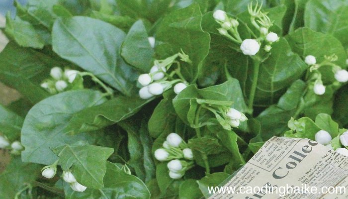 梦见茉莉花是什么意思 梦见茉莉花有什么预兆