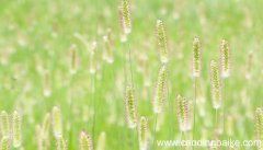 梦见狗尾巴花是什么意思 梦见狗尾巴花是什么预兆