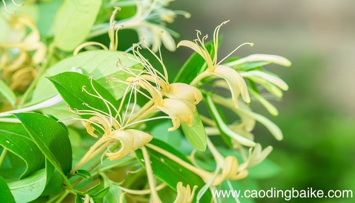 梦见狗尾巴花是什么意思 梦见狗尾巴花是什么预兆
