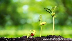 梦见刚发芽的树苗是什么意思 梦见刚发芽的树苗有什么预兆