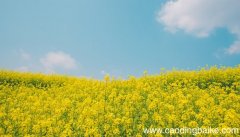 梦见油菜花是什么意思 梦见油菜花有什么预兆