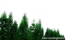 梦见松树丛是什么意思 梦见松树丛有什么预兆