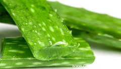 梦见芦荟是什么意思 梦见芦荟有什么预兆