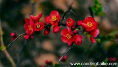梦见海棠花是什么意思 梦见海棠花有什么预兆