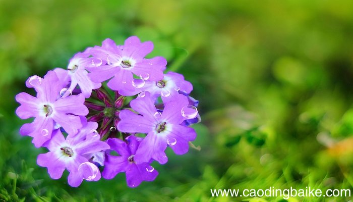 梦见兰花是什么意思 梦见兰花有什么预兆