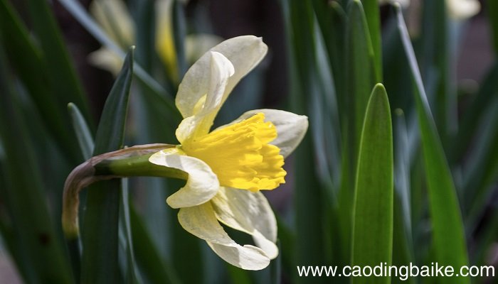 梦见兰花是什么意思 梦见兰花有什么预兆