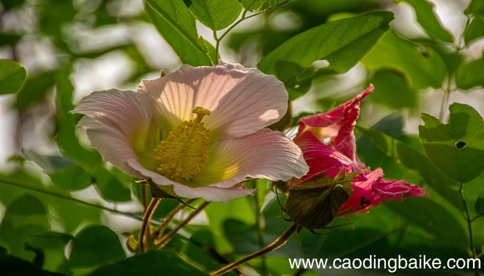 梦见芙蓉花是什么意思 梦见芙蓉花有什么预兆