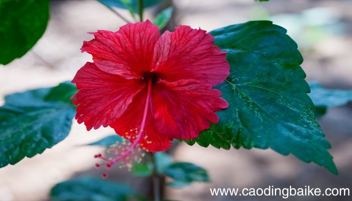 梦见芙蓉花是什么意思 梦见芙蓉花有什么预兆