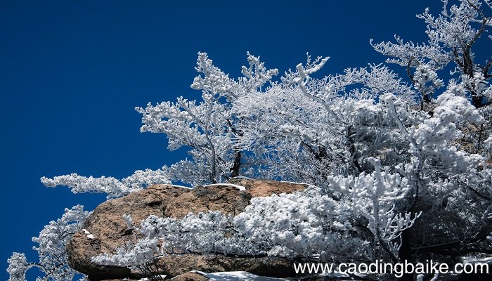 梦见雪松是什么意思 梦见雪松有什么预兆