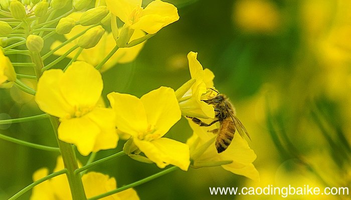 梦见马蜂是什么意思 梦见马蜂有什么预兆