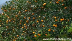 梦见橘子树是什么意思 梦见橘子树有什么预兆