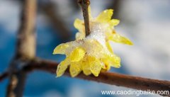 梦见雪中开花是什么意思 梦见雪中开花有什么预兆
