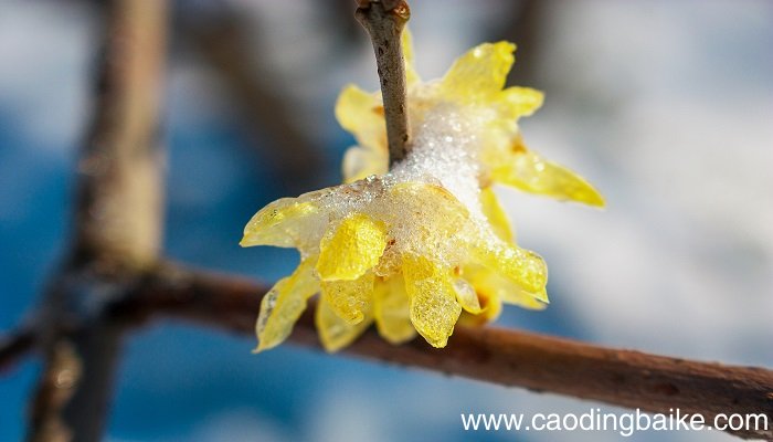 梦见雪中开花是什么意思 梦见雪中开花有什么预兆