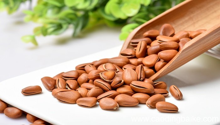 梦见松子是什么意思；梦见松子是什么预兆
