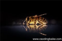 梦见蜂是什么意思 梦见蜂有什么预兆