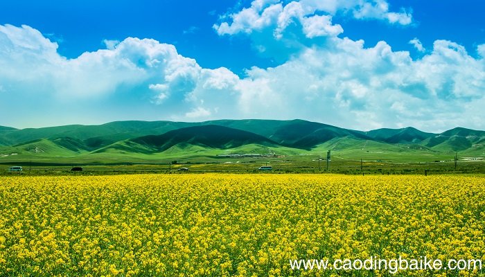 梦见花海是什么意思 梦见花海有什么预兆