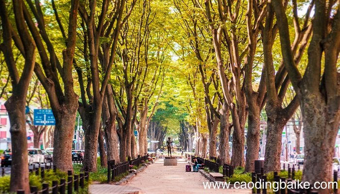 梦见榆树是什么意思 梦见榆树有什么预兆