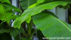 梦见芭蕉是什么意思 梦见芭蕉是什么预兆