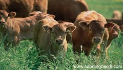 梦见兽角是什么意思 梦见兽角有什么预兆