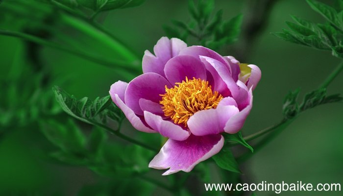 梦见牡丹花是什么意思 梦见牡丹花有什么预兆