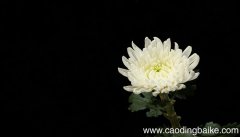 梦见白菊花是什么意思 梦见白菊花有什么预兆