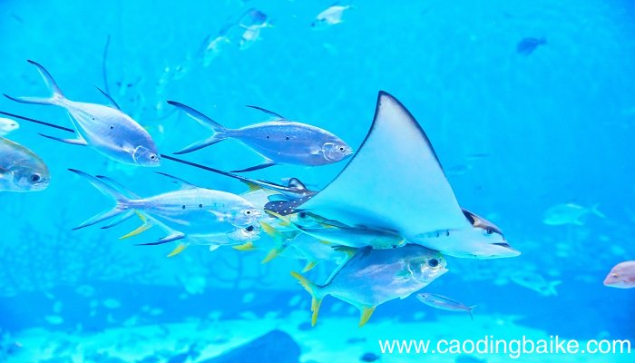 梦见水生物是什么意思 梦见水生物有什么预兆