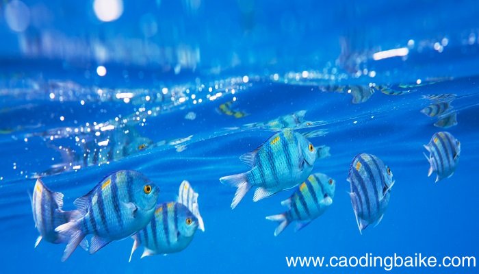 梦见水生物是什么意思 梦见水生物有什么预兆