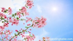 梦见桃花是什么意思 梦见桃花有什么预兆