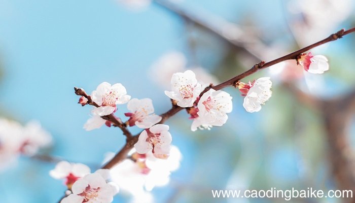 梦见桃花是什么意思 梦见桃花有什么预兆