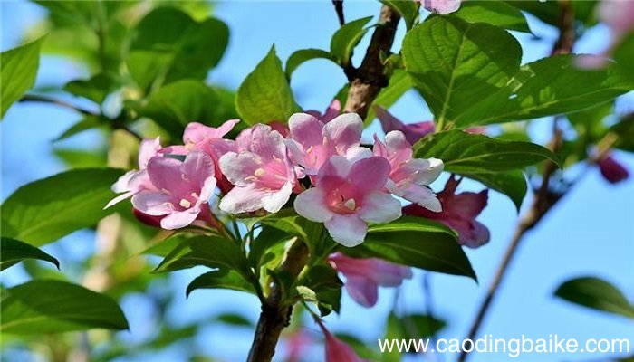 梦见石竹花是什么意思 梦见石竹花有什么预兆