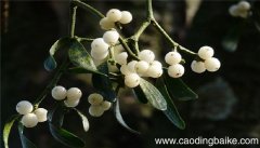 梦见槲寄生是什么意思 梦见槲寄生有什么预兆