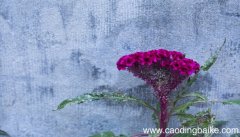 梦见鸡冠花是什么意思 梦见鸡冠花是什么预兆