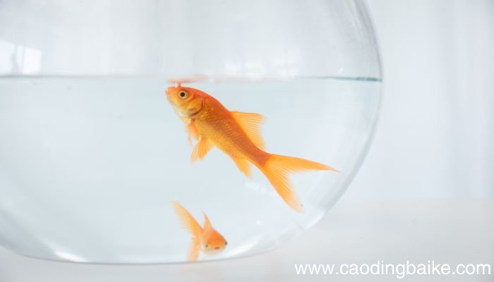 梦见鱼从水里跳出来是什么意思 梦见鱼从水里跳出来有什么预兆