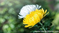 梦见黄菊花是什么意思 梦见黄菊花是什么预兆