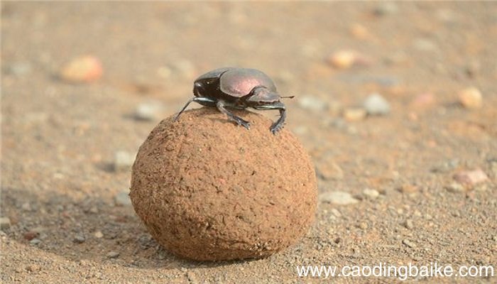 梦见屎壳郎是什么意思 梦见屎壳郎有什么预兆