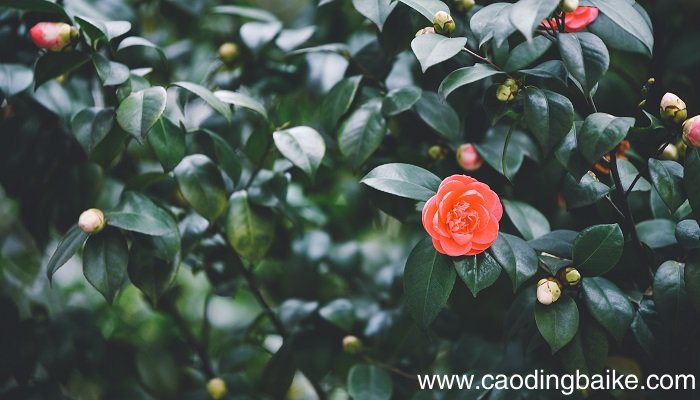 梦见山茶花是什么意思 梦见山茶花有什么预兆