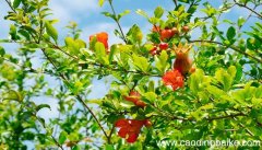 梦见石榴树开花是什么意思 梦见石榴树开花有什么预兆