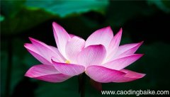 梦见莲花是什么意思 梦见莲花有什么预兆