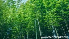 梦见竹林是什么意思 梦见竹林有什么预兆