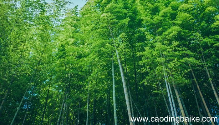 梦见竹林是什么意思 梦见竹林有什么预兆